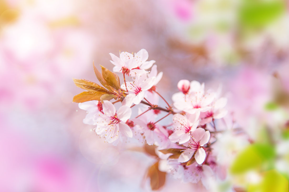 人间四月天 ——樱花盛开与焦虑满地的心理解析